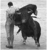 Torero_pic5.jpg