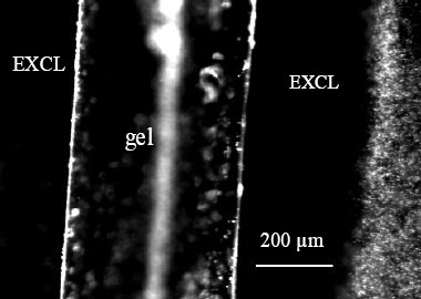 Solute exclusion (EXCL) in the vicinity of polyacrylic acid gel